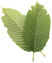 Buy Kratom By The Kilo