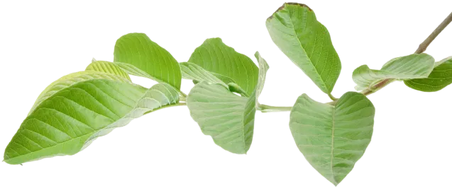 branch tree
