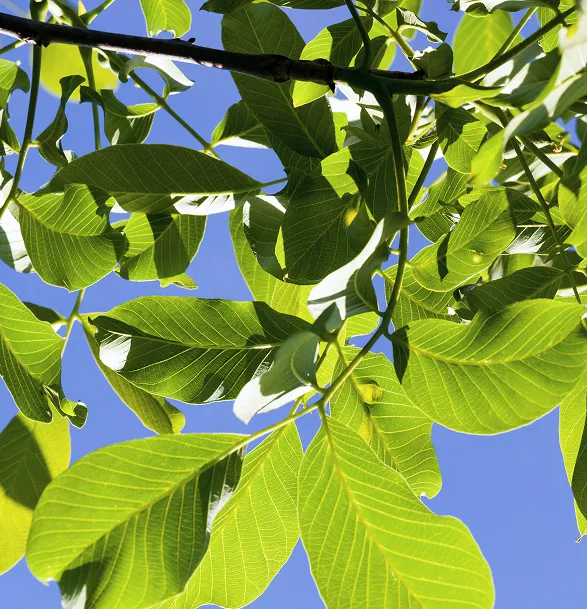 branches