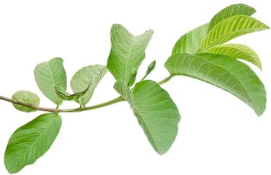 split branch